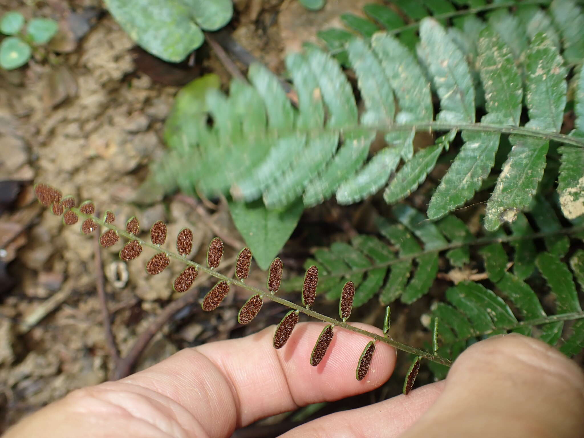 Image of Bolbitis appendiculata (Willd.) Iwatsuki