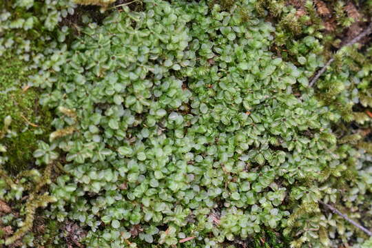 Image of naked rhizomnium moss