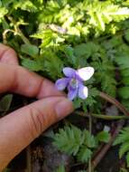 Image of common dog-violet