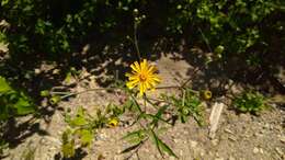 Image of threetooth hawkweed