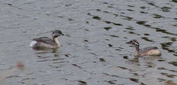 Image of Hoary-headed Grebe