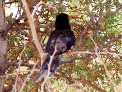 Image of <i>Phoeniculus <i>damarensis</i></i> damarensis