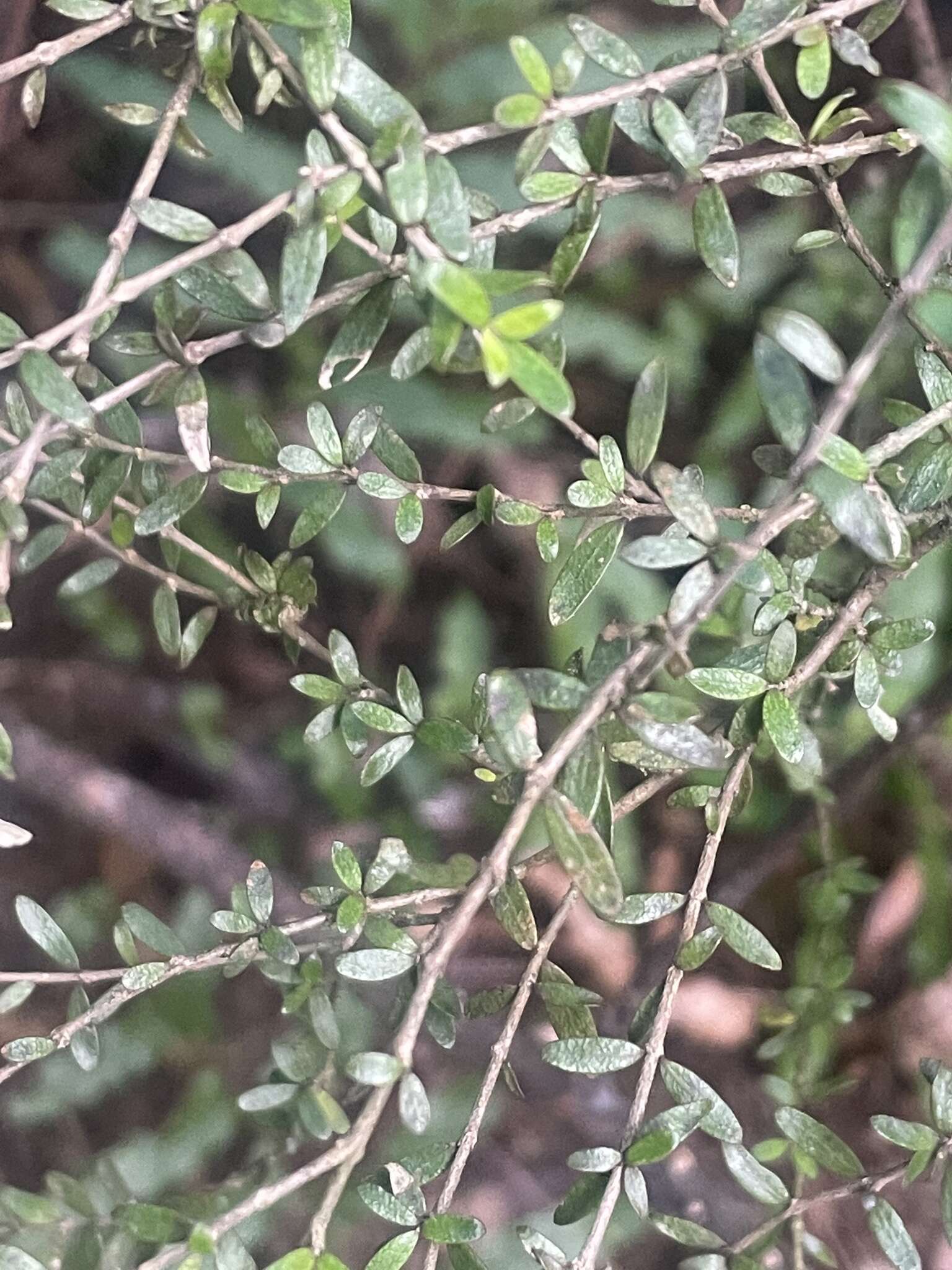 Image of Coprosma obconica Kirk