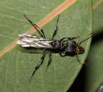 Image of Myrmecia clarki Crawley 1922