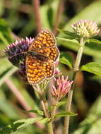 Imagem de Melitaea celadussa Fruhstorfer 1910