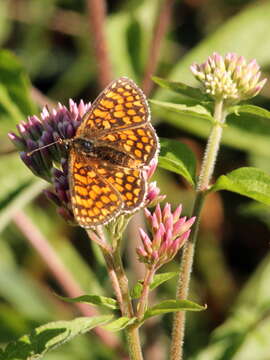 Image of Melitaea celadussa Fruhstorfer 1910