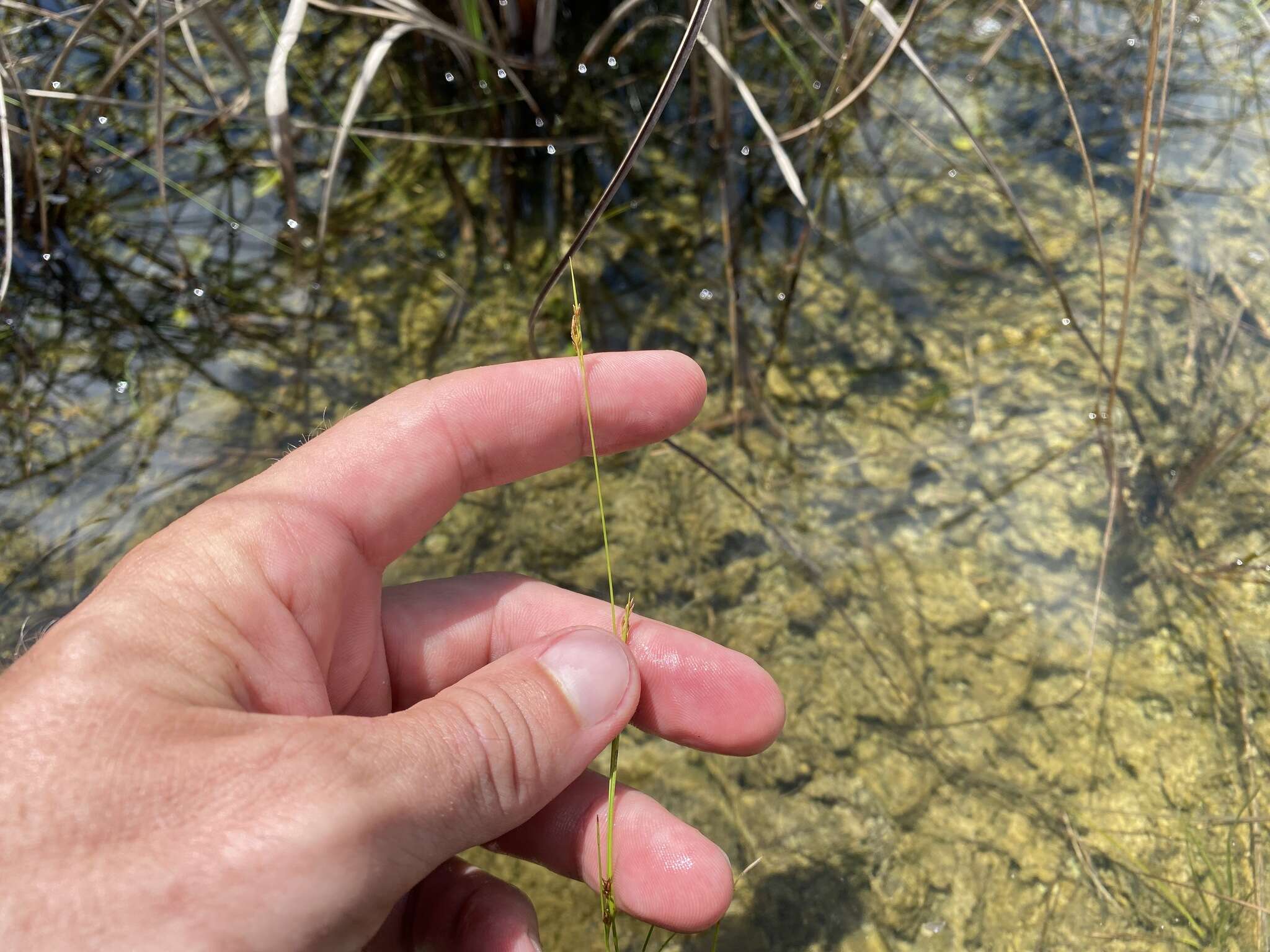 Image of Spreading Beak Sedge