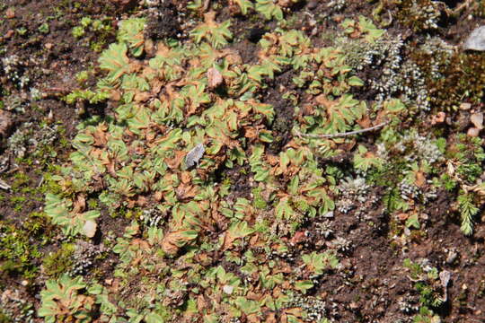 Image of Riccia campbelliana M. Howe