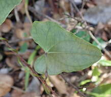 Image of Dioscorea mundii Baker