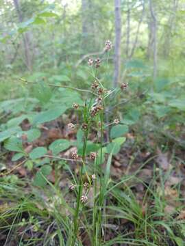 Image of common woodrush