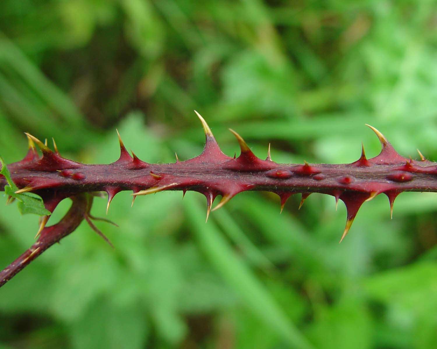 Image of Rubus infestus Weihe ex Boenn.