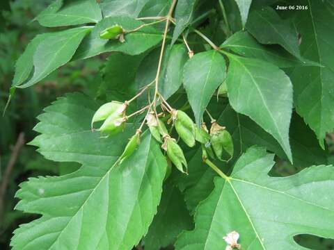 Image of Staphylea bumalda DC.