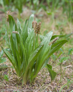 Image of Alaska Plantain