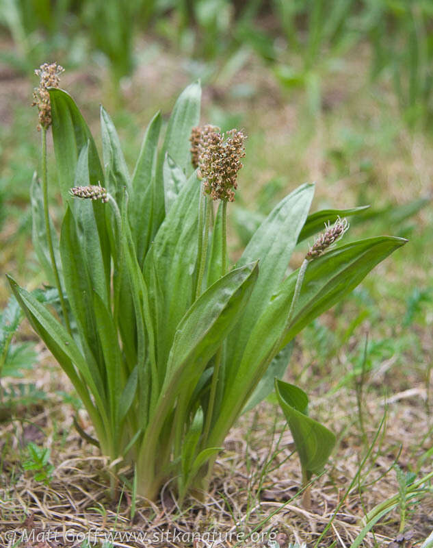 Plantago macrocarpa Cham. & Schltdl. resmi