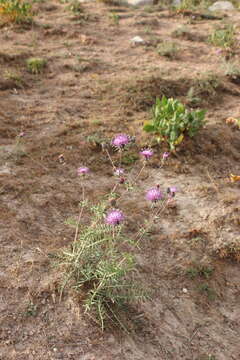 Image of Cousinia bonvalotii Franch.