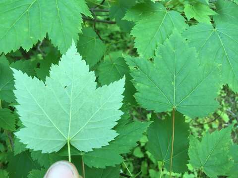 Acer glabrum var. douglasii (Hook.) Dippel resmi