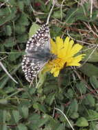 Image of Grizzled skipper