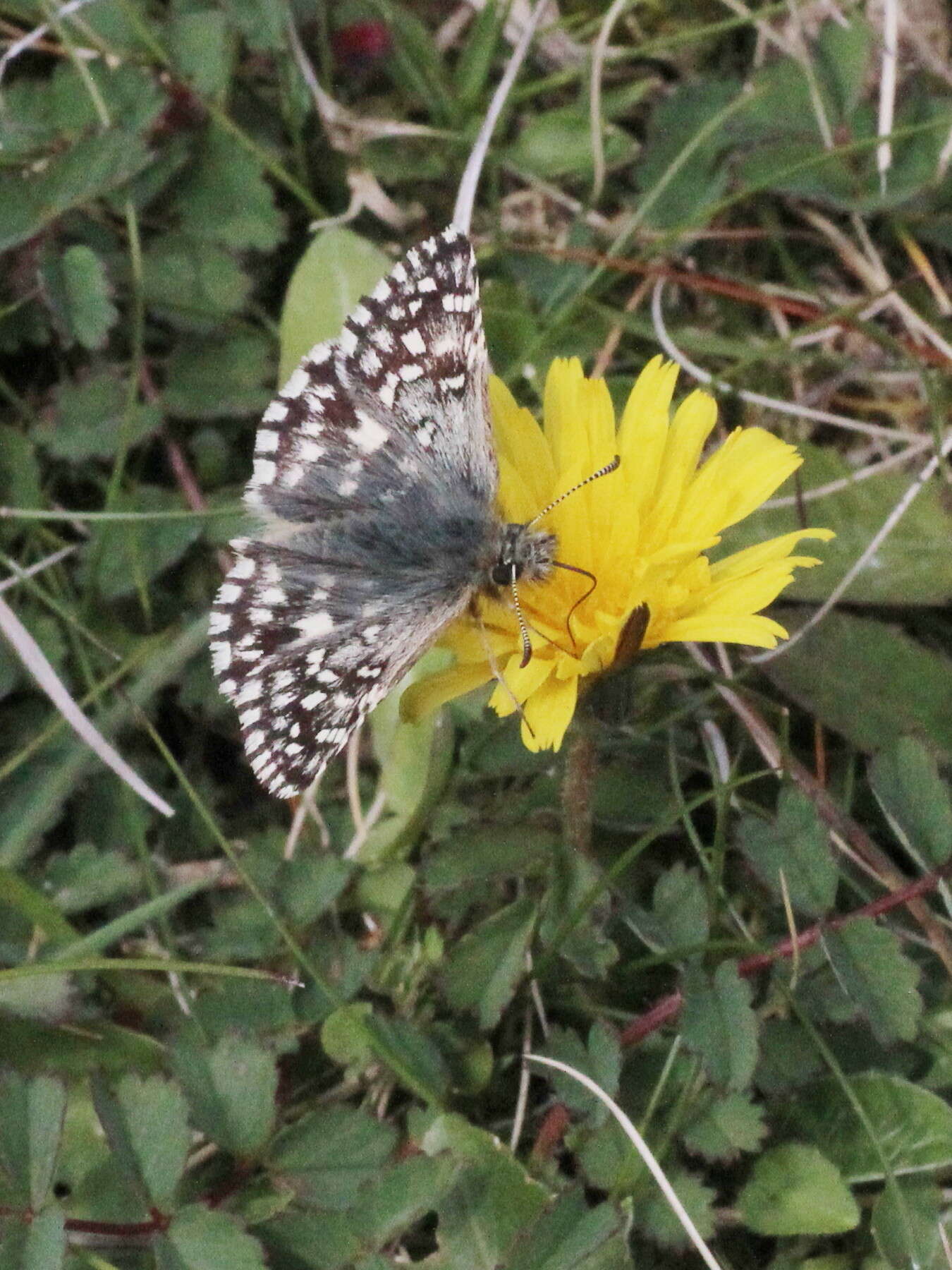 Image of Grizzled skipper