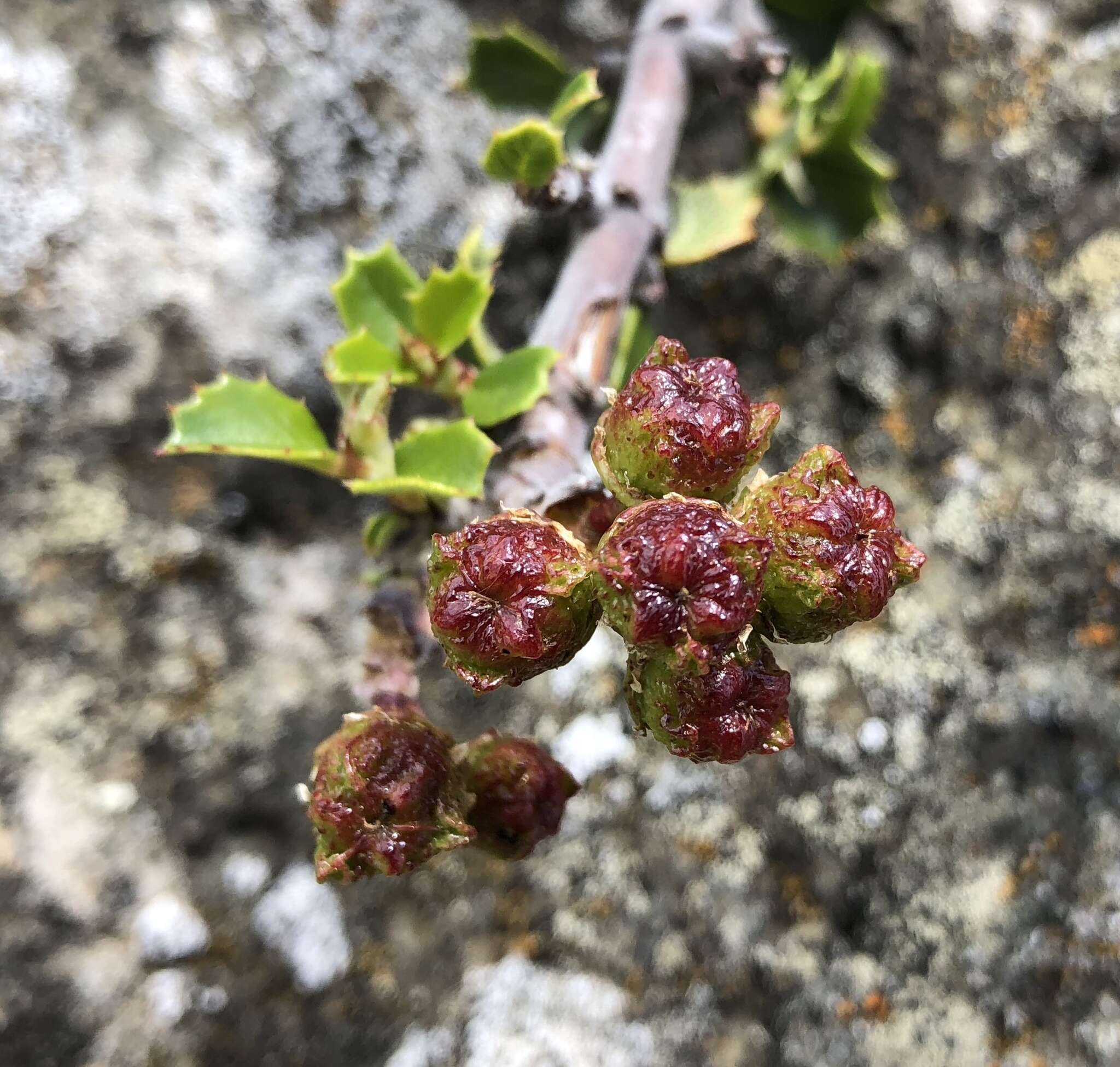 Image of Ceanothus decornutus V. T. Parker