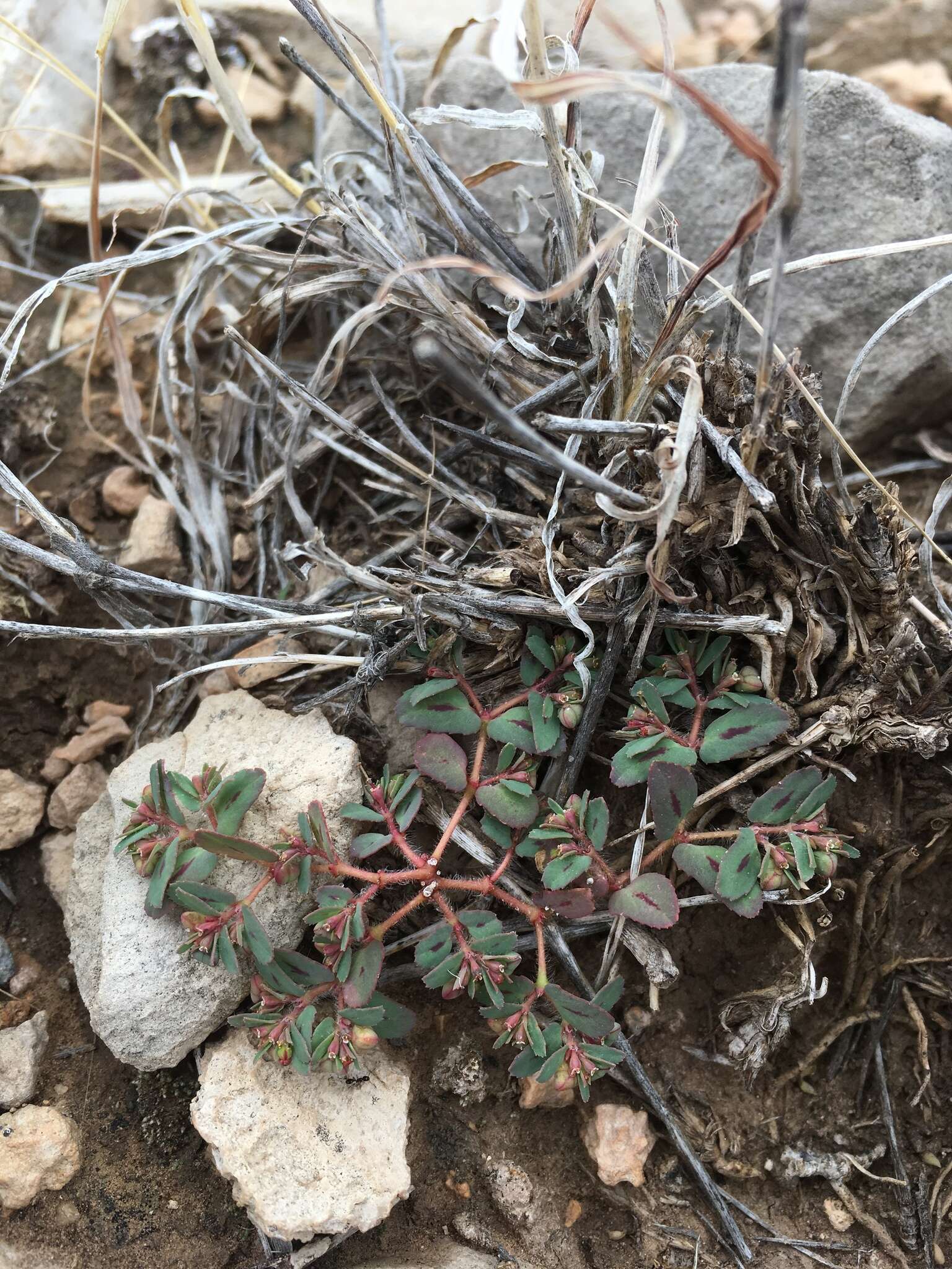 Слика од Euphorbia serrula Engelm.