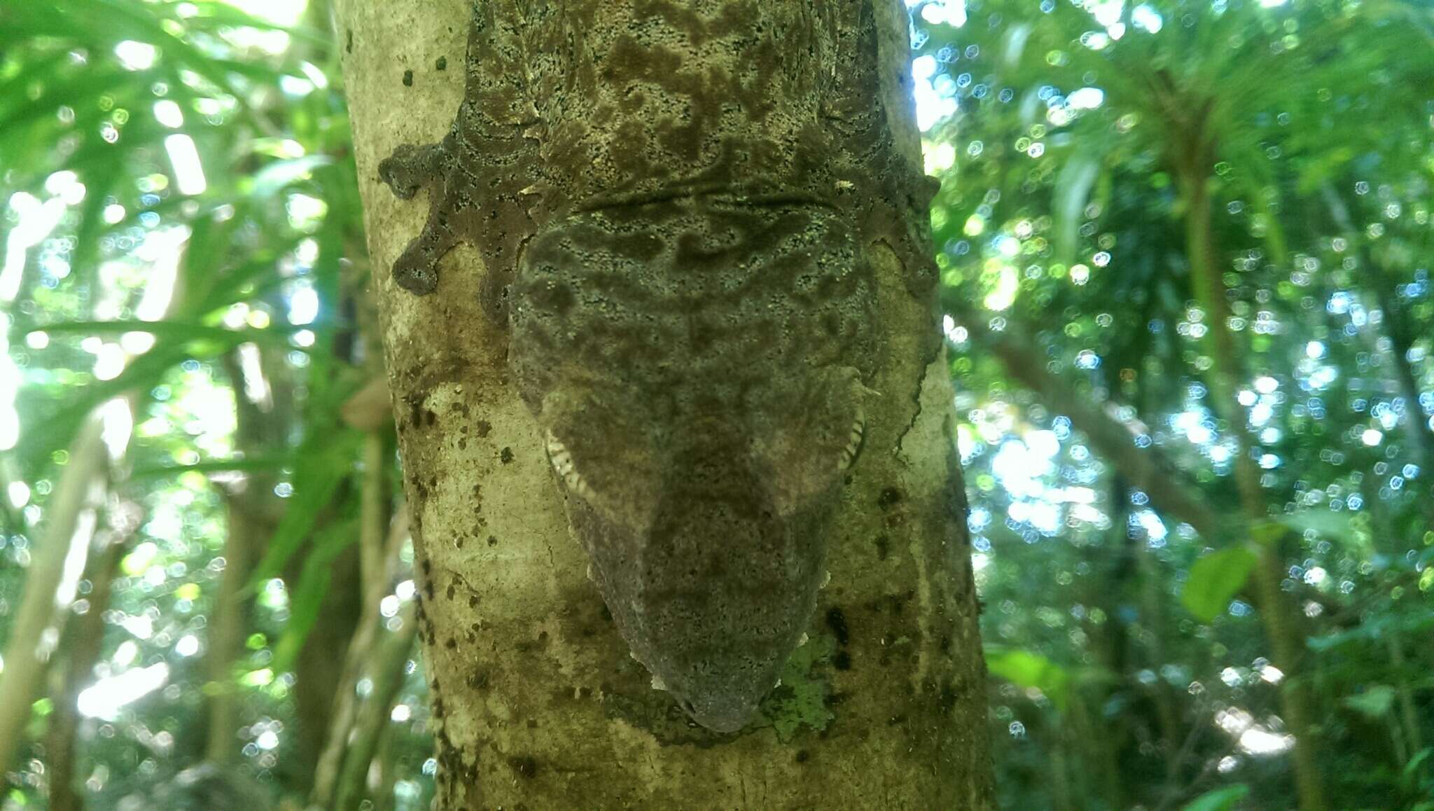 Image of Common Flat-tail Gecko