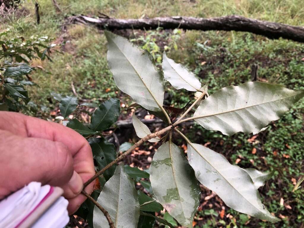 Imagem de Croton insularis Baill.