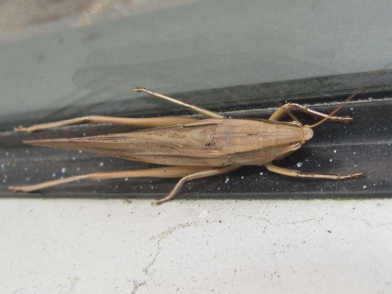 Image of Broad-tipped Conehead