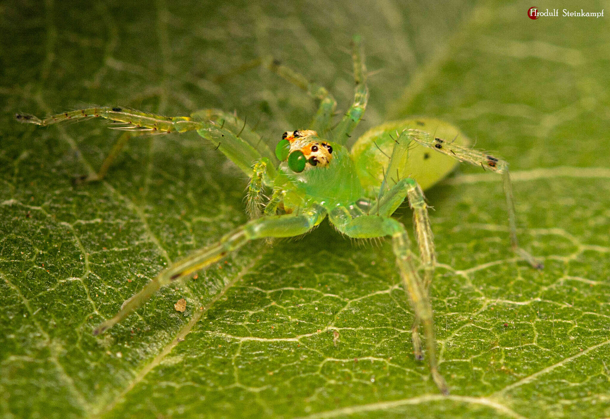 Image de Asemonea clara Wesolowska & Haddad 2013