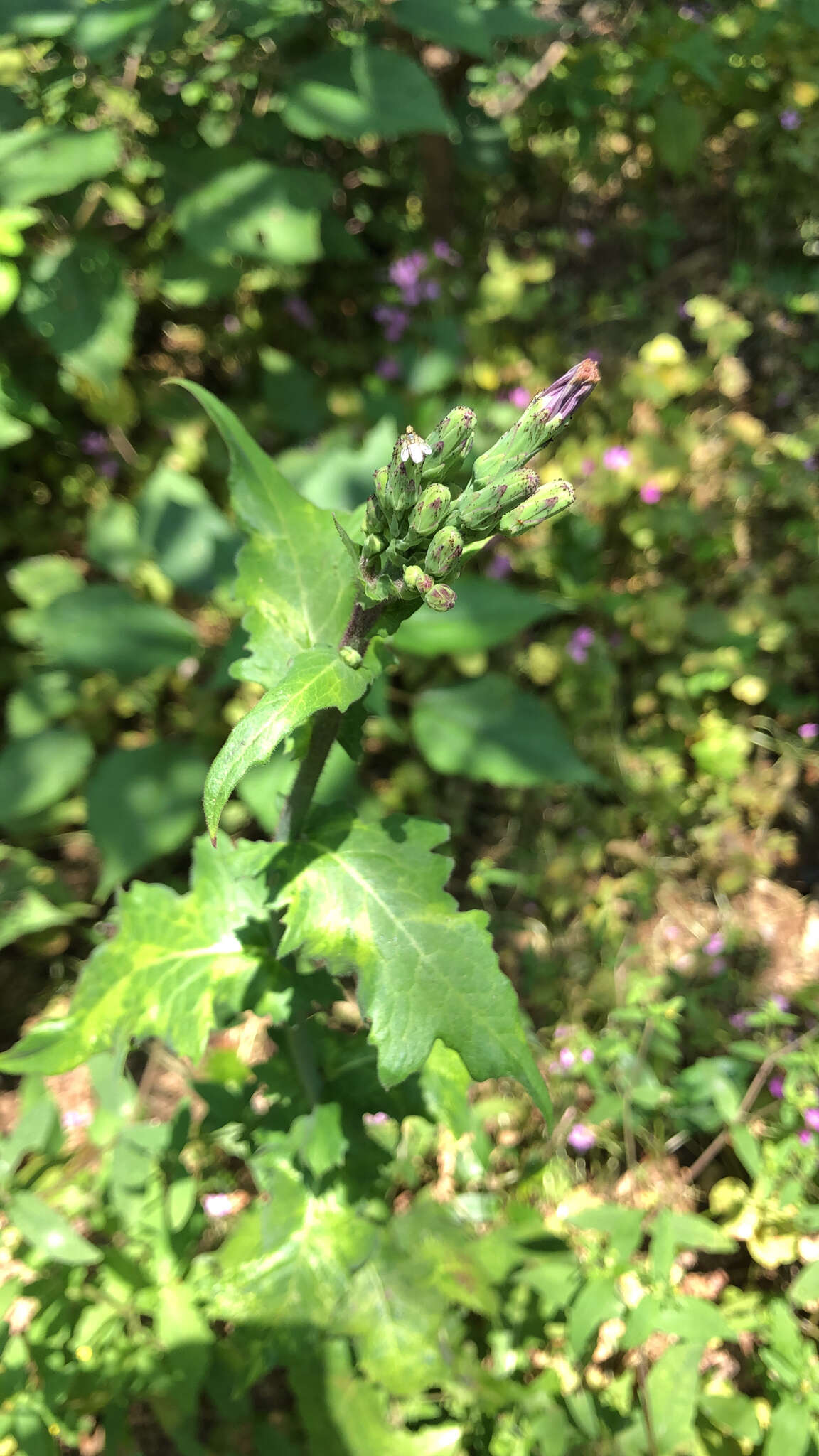 Lactuca formosana Maxim.的圖片