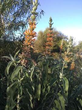 Image of Buddleja tubiflora Benth.