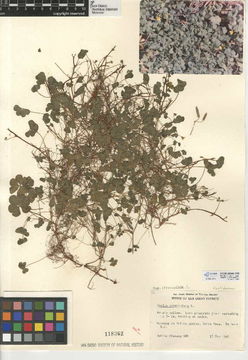 Image of <i>Oxalis <i>corniculata</i></i> ssp. corniculata