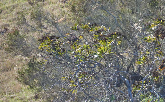 Image of fern-leaf Catalina ironwood