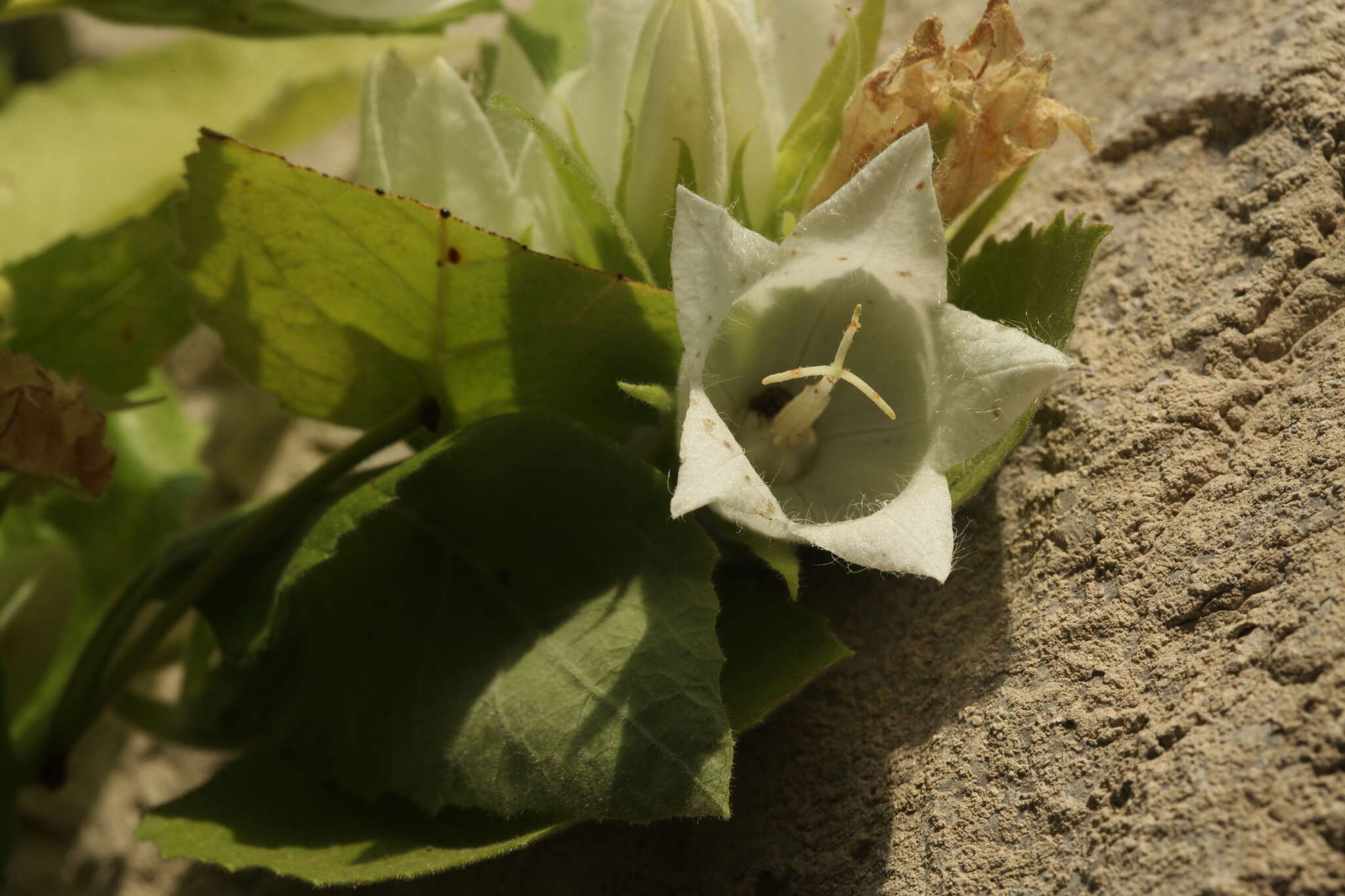 Image of Campanula pendula M. Bieb.