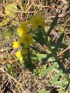 Image of Pineland Heliotrope