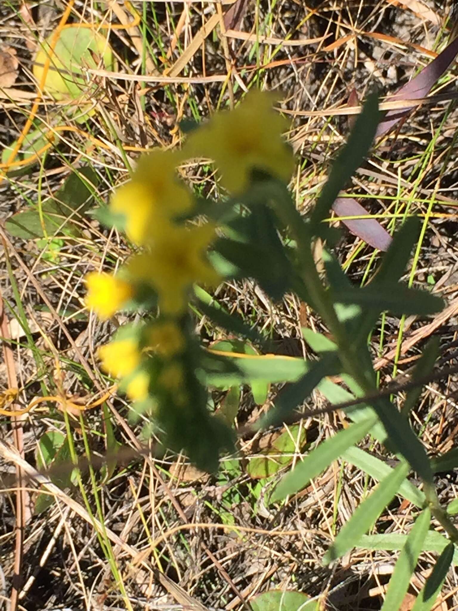 Image of Pineland Heliotrope