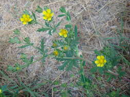 Image of Potentilla conferta Bunge