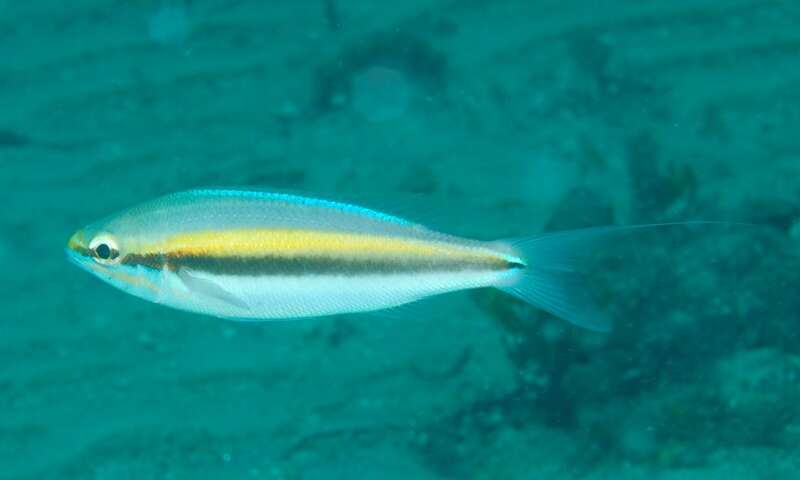 Image of Blue-faced whiptail