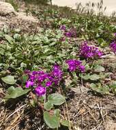 Image of desert sand verbena