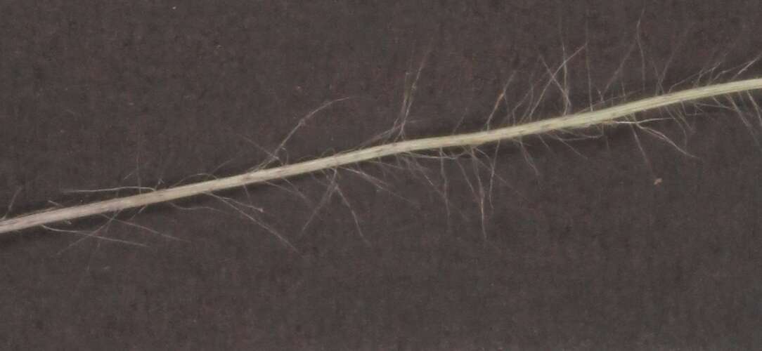 Image of Digitaria ternata (A. Rich.) Stapf