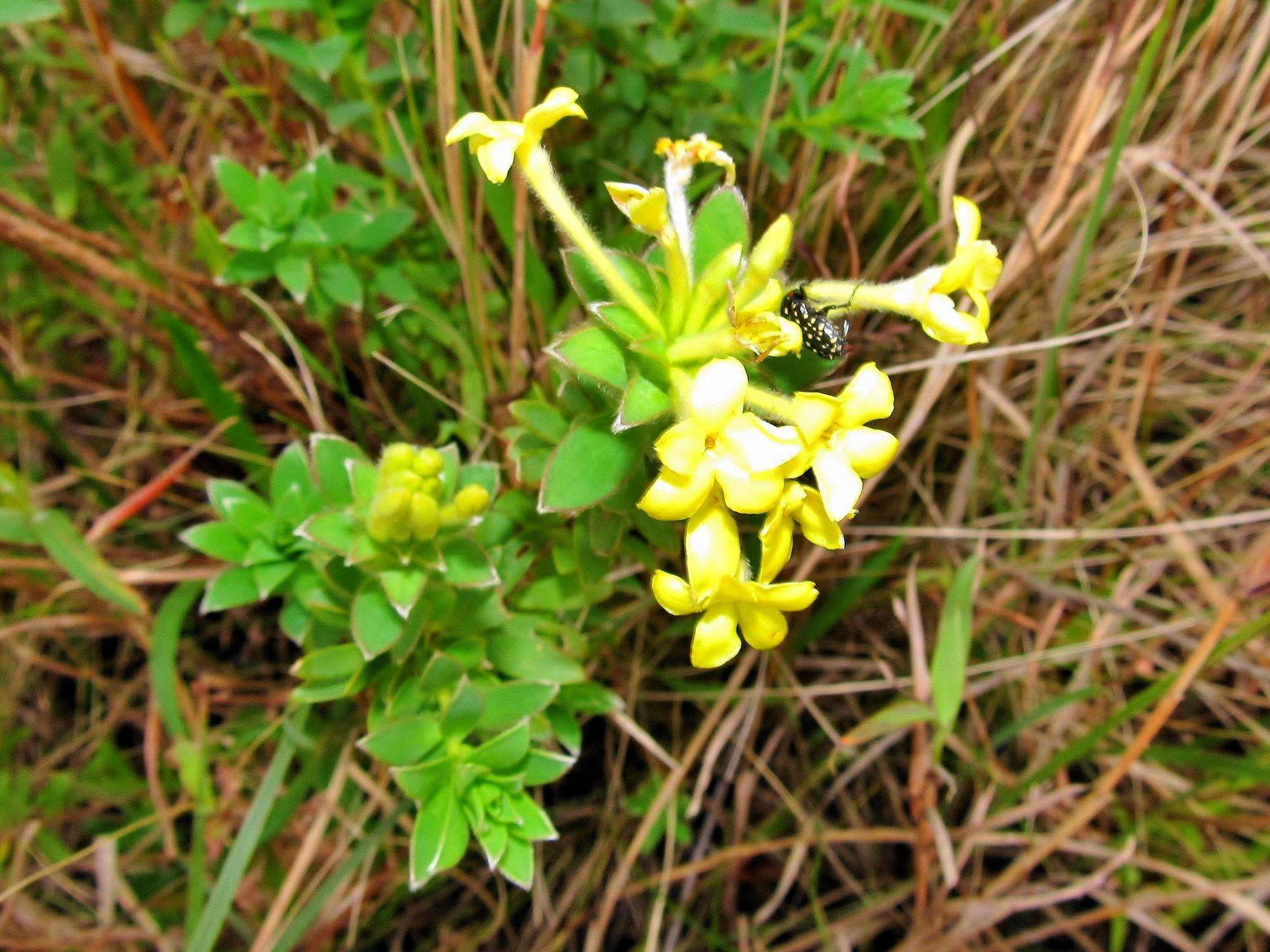 Image of Gnidia anthylloides (L. fil.) Gilg