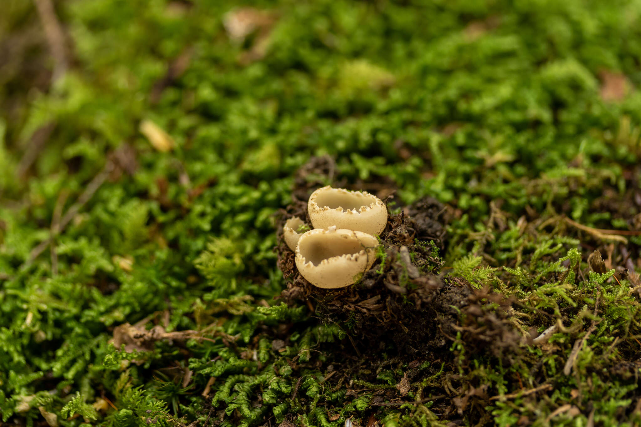 Image of Tarzetta cupularis (L.) Svrček 1981