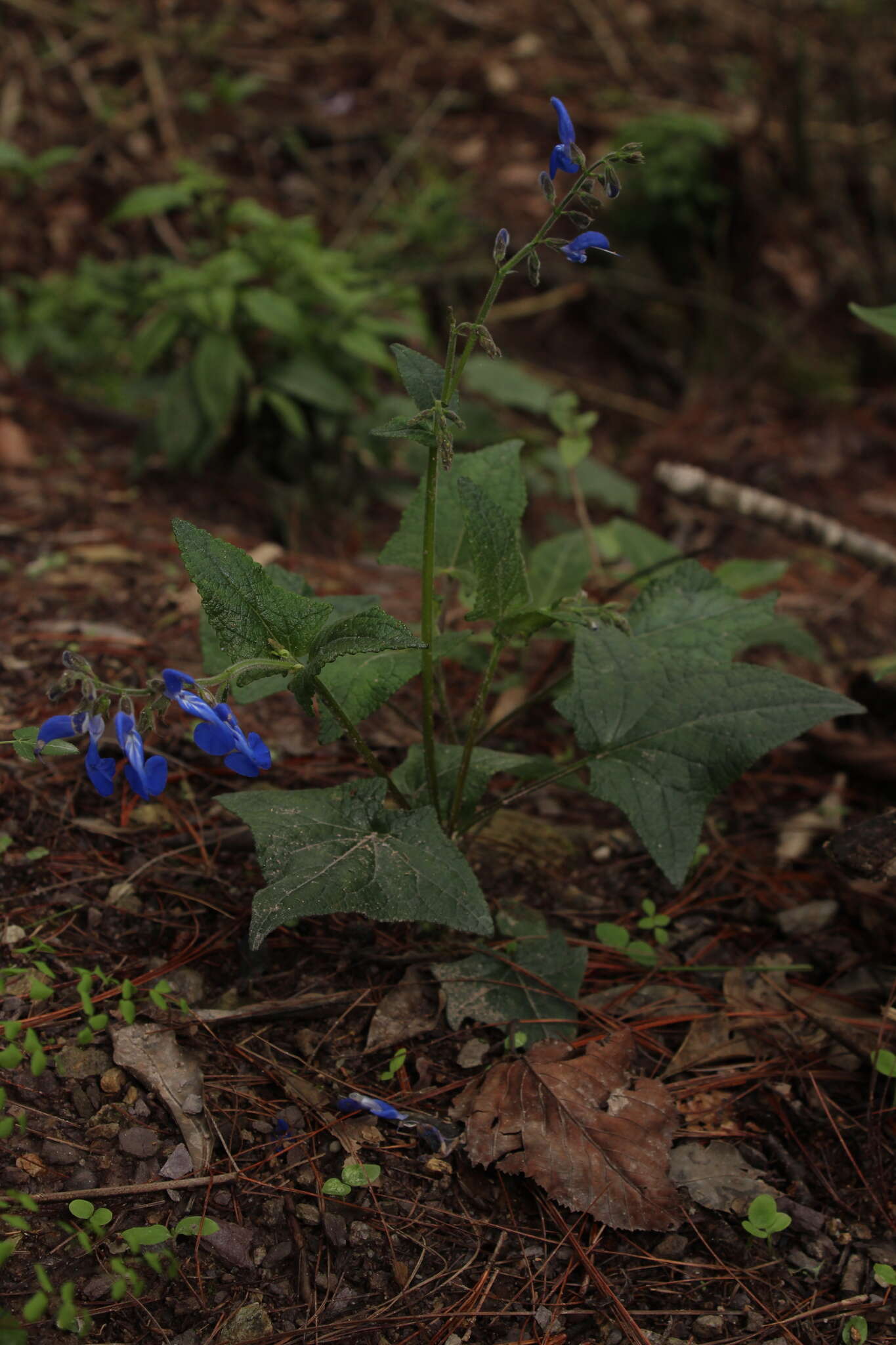 Salvia vitifolia Benth. resmi