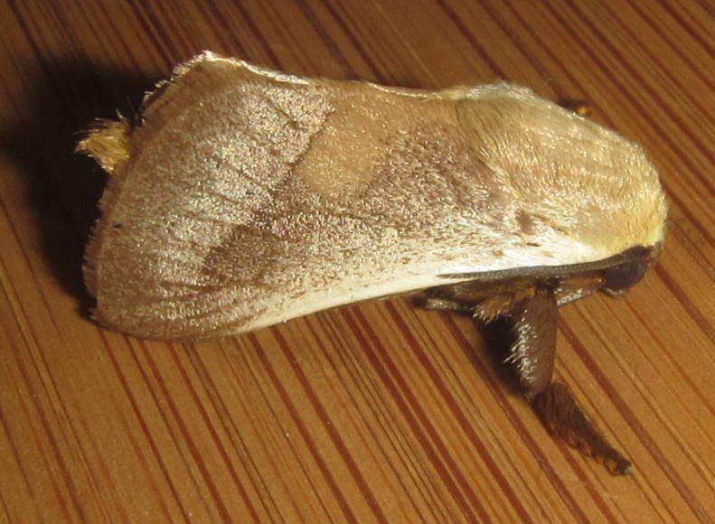 Image of Latoia albicosta Hampson 1910