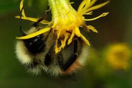 Слика од Bombus lapponicus (Fabricius 1793)