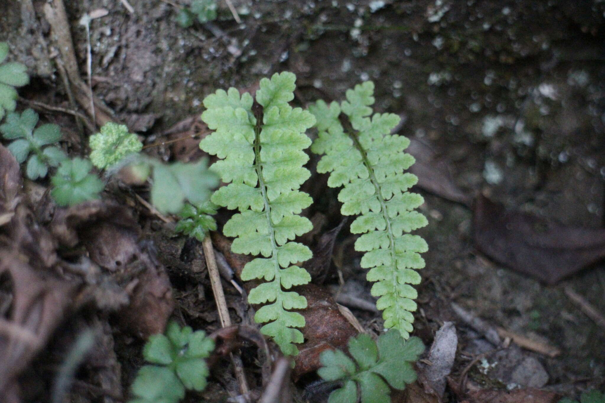 Image of Athyrium anisopterum Christ