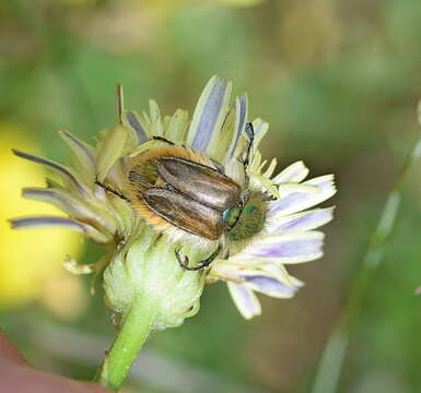 صورة Eulasia (Trichopleurus) pareyssei (Brullé 1832)