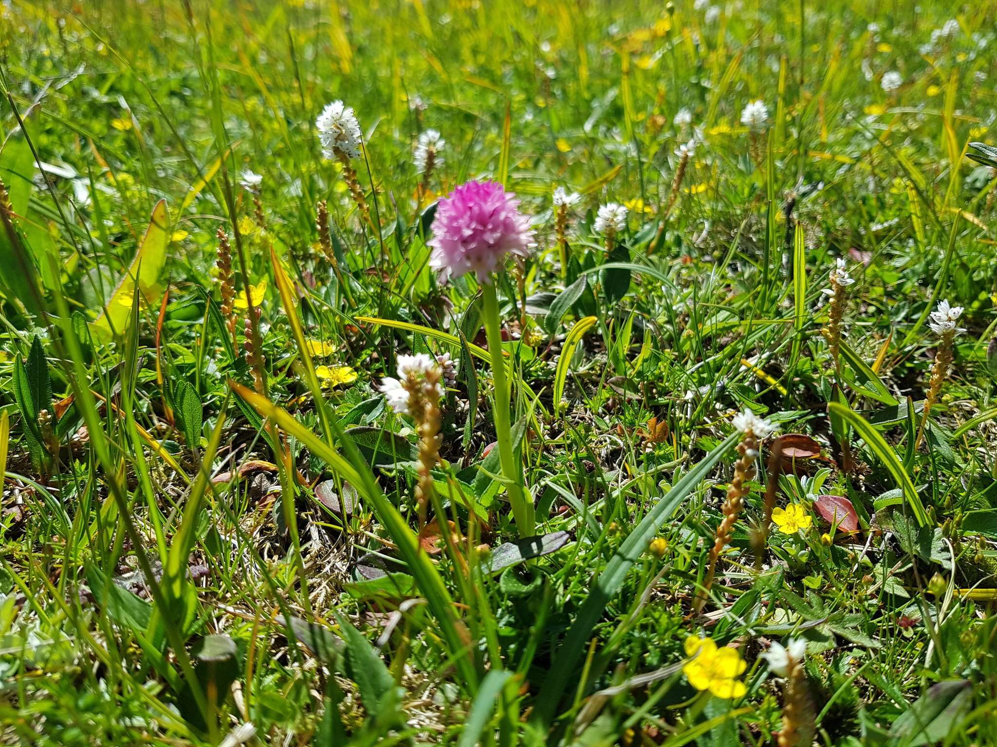 Image of Gymnadenia lithopolitanica (Ravnik) Teppner & E. Klein