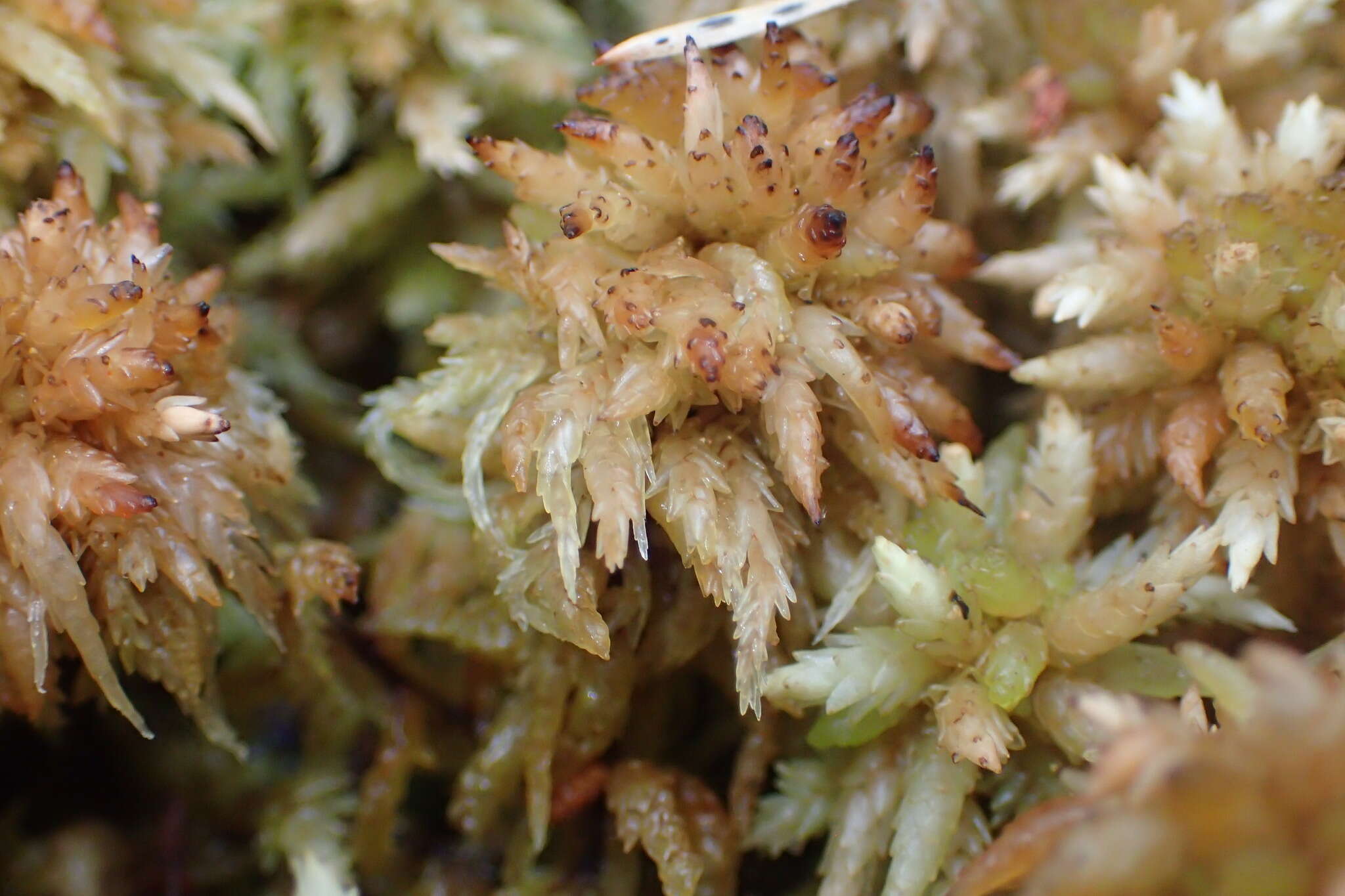 Слика од Sphagnum perichaetiale Hampe ex C. Müller 1848