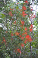 Image of Psittacanthus schiedeanus (Cham. & Schltdl.) G. Don