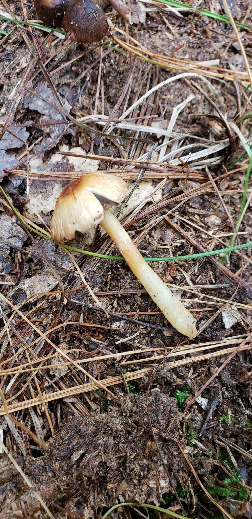 Plancia ëd Agaricus pallens (J. E. Lange) L. A. Parra 2013